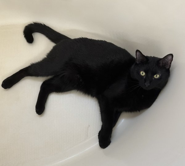 Lost Russian Blue in Illinois