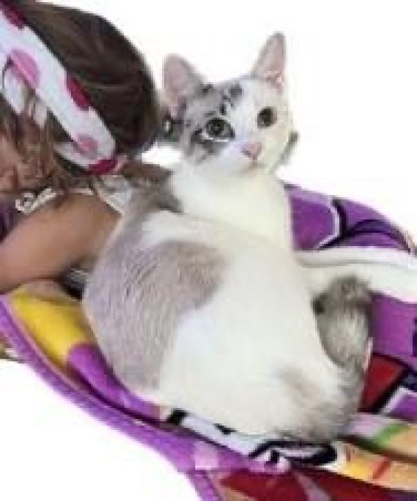 Safe Siamese in Gainesville, FL