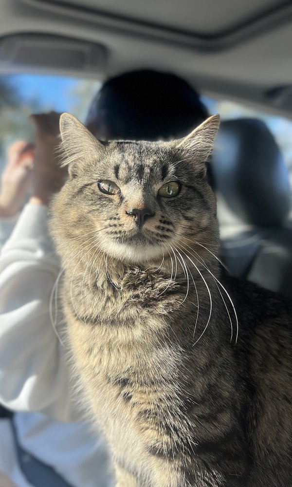 Safe Maine Coon in Plano, TX
