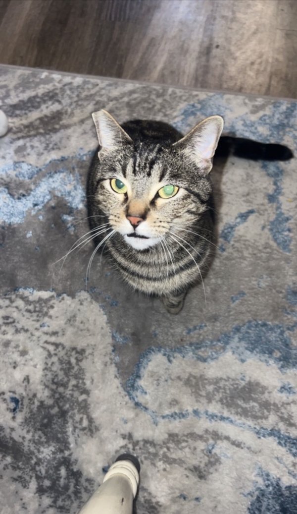 Safe Bengal cat in Plano, TX