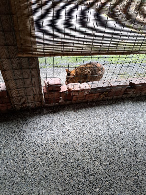 Safe Cat in Olympia, WA