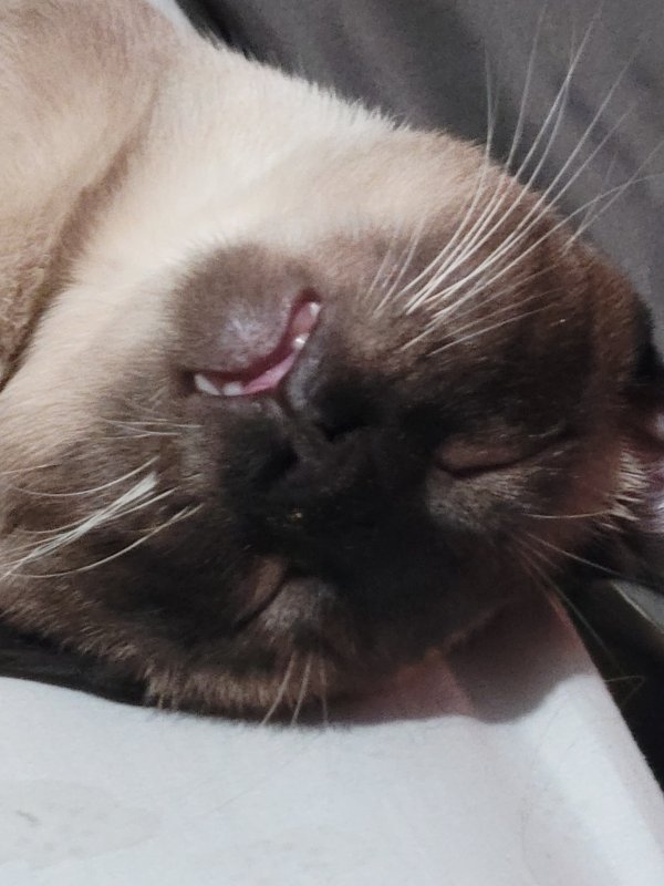Safe Siamese in Coker, AL