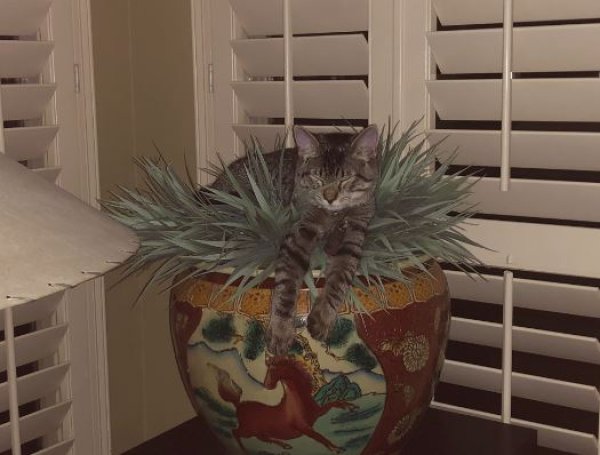 Lost American Shorthair 