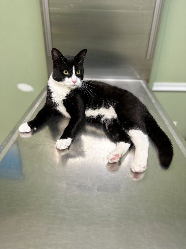 Safe Cat in Elmont, NY