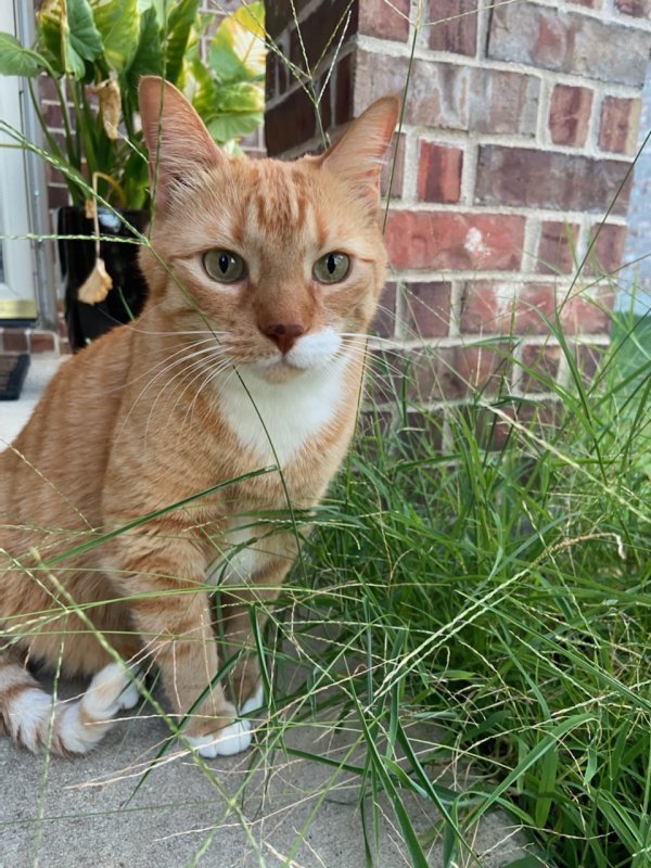 Safe Domestic Short Hair in Princeton, TX