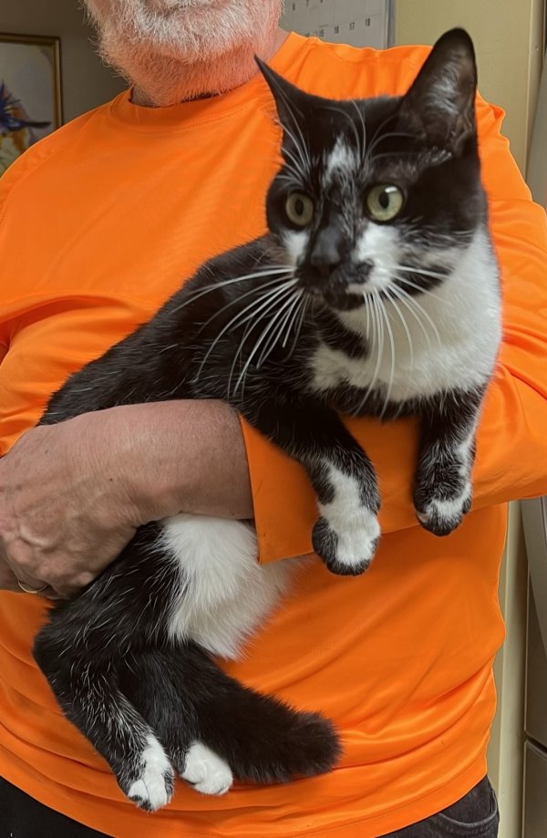 Safe Cat in Longs, SC