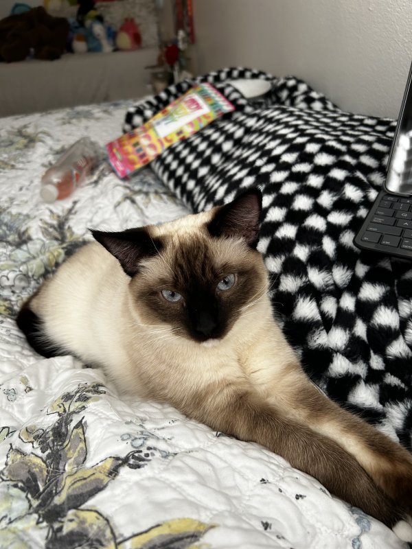 Safe Siamese in Saint George, UT