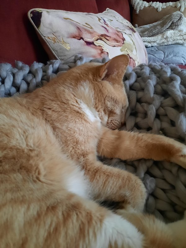 Safe Domestic Short Hair in Lititz, PA