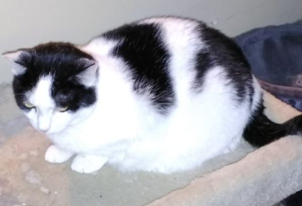 Safe Cat in Mount Marion, NY