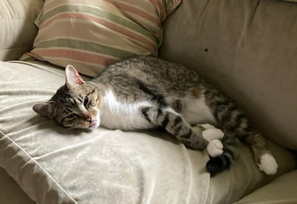 Safe Cat in Belleville, IL