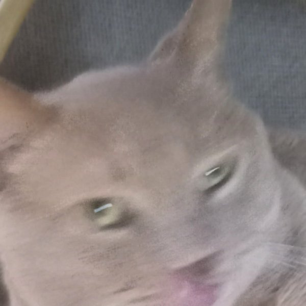 Safe American Shorthair in Farwell, MI