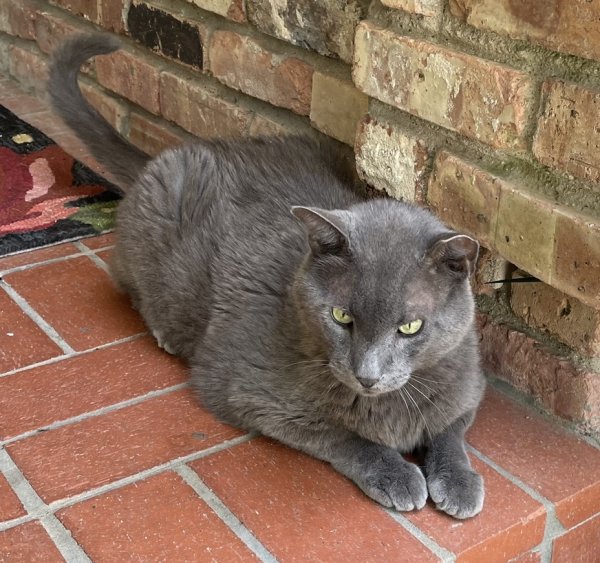 Safe Cat in Fort Worth, TX