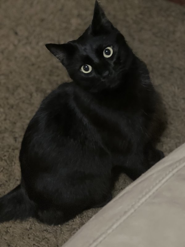 Safe Domestic Short Hair in Saint George, UT