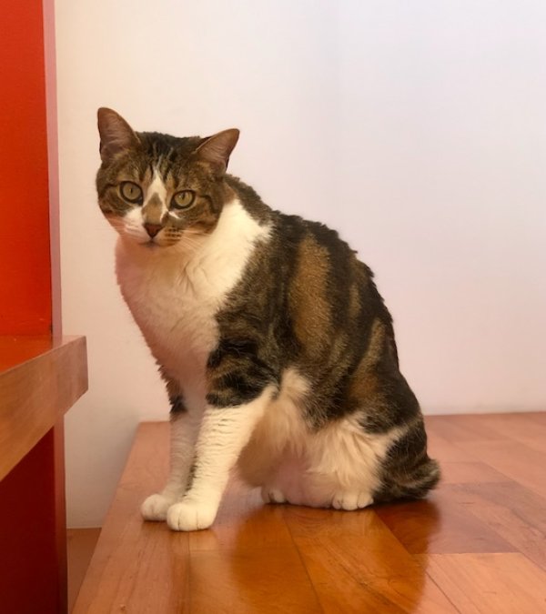 Lost American Shorthair in California