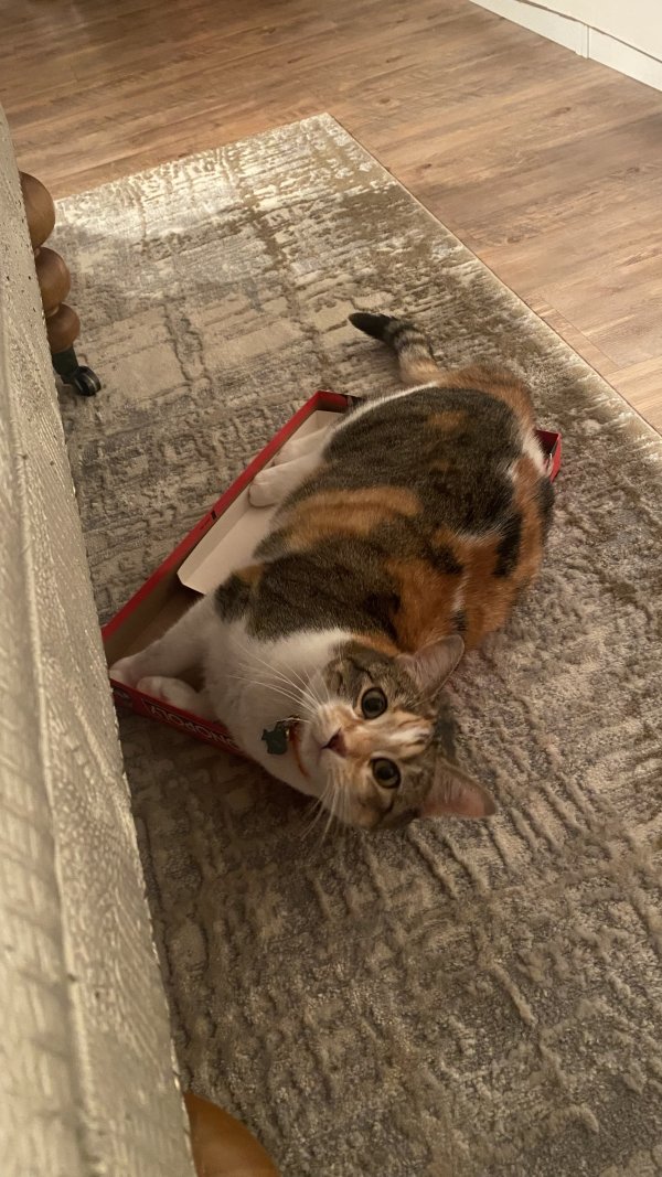 Safe Cat in Grapevine, TX