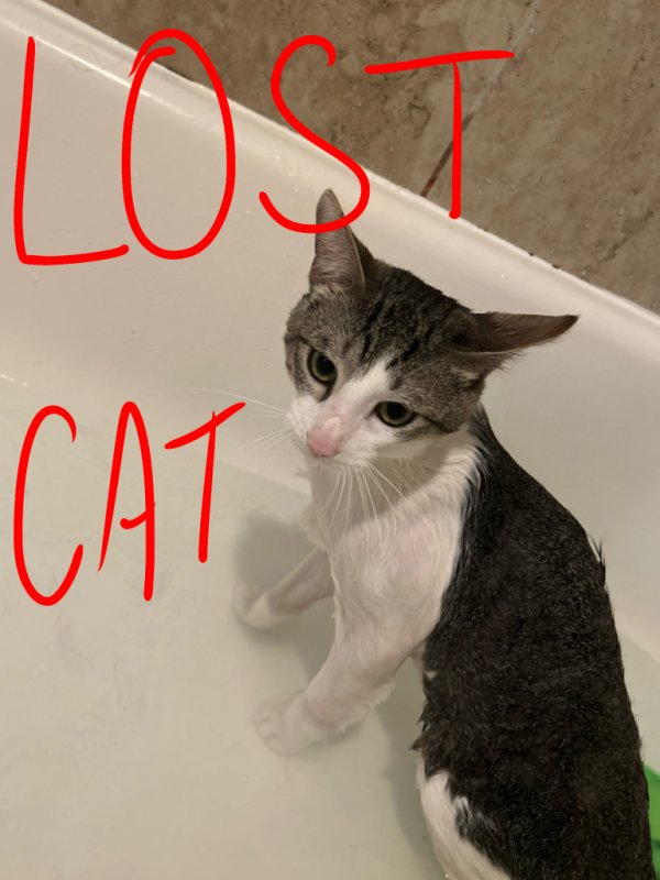 Lost American Shorthair in California