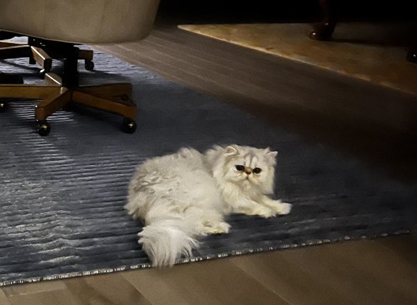 Safe Persian in Plano, TX