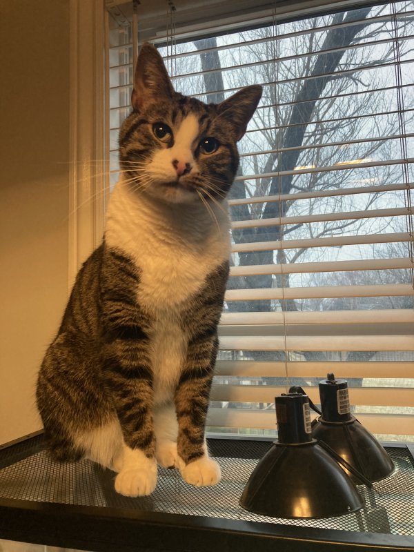 Safe Cat in Wichita, KS