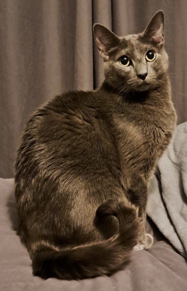 Safe Russian Blue in Plano, TX