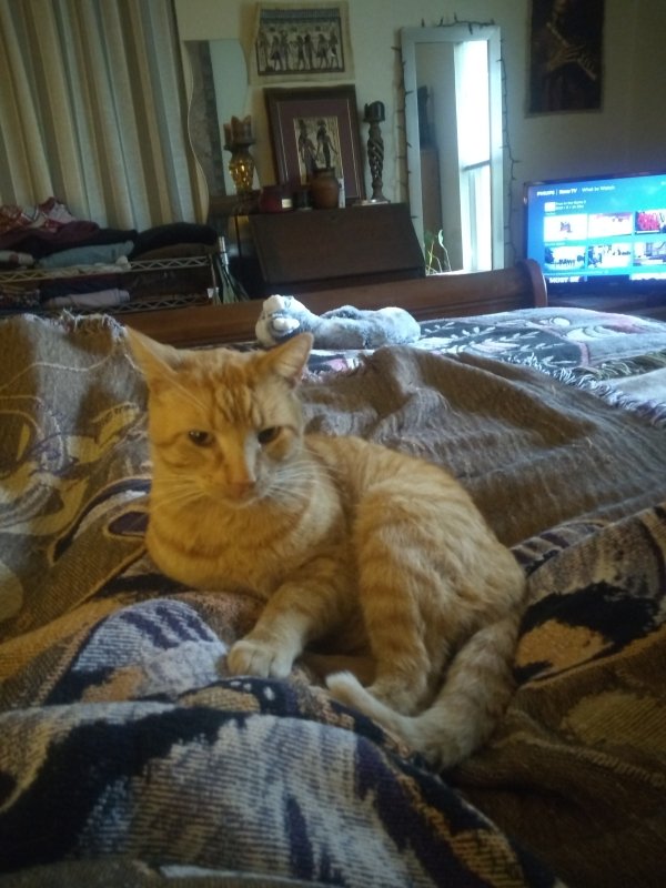 Safe Cat in Temple, TX
