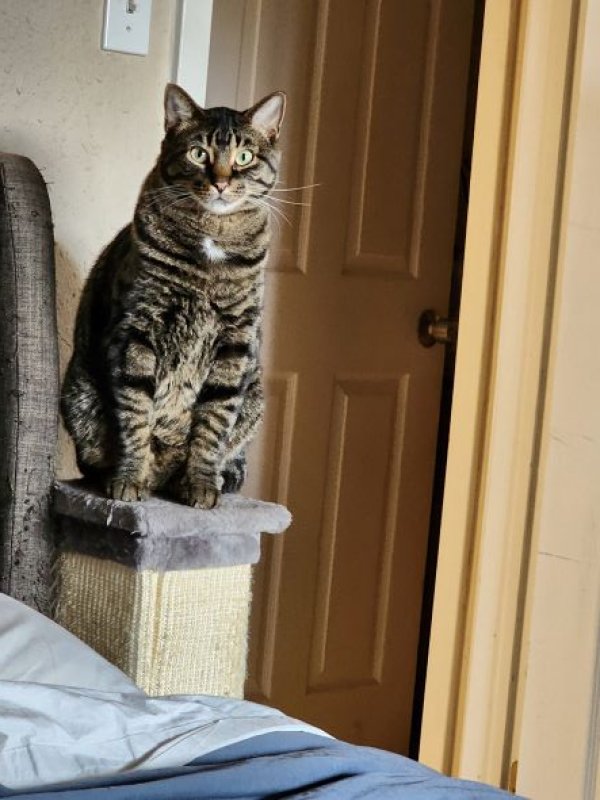 Safe Cat in Plano, TX