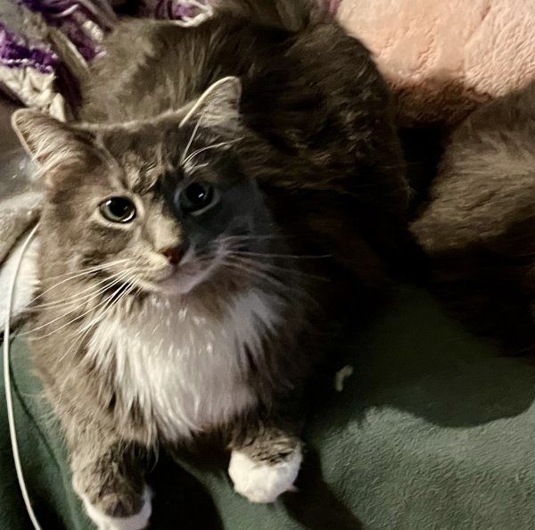 Safe Cat in Albany, NY