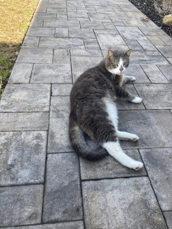 Found Cat in Holbrook, NY