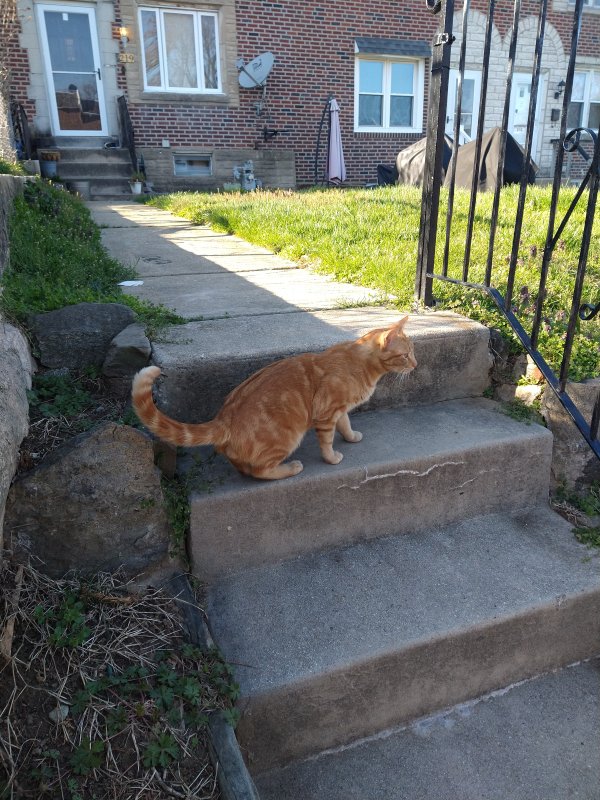 Found American Shorthair in Clifton Heights, PA