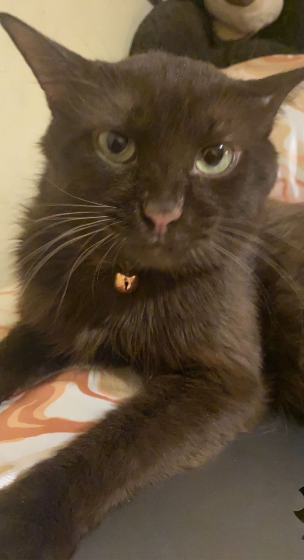 Safe Chantilly/Tiffany cat in Plano, TX