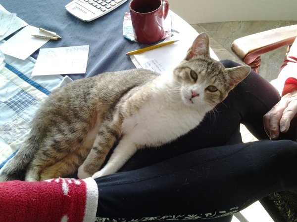 Safe Cat in Tucson, AZ