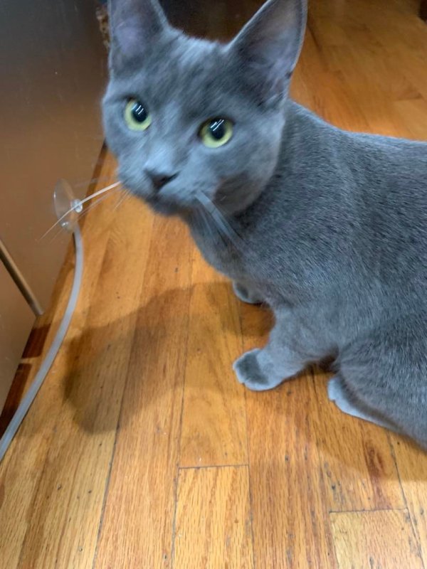 Safe Cat in Littleton, CO