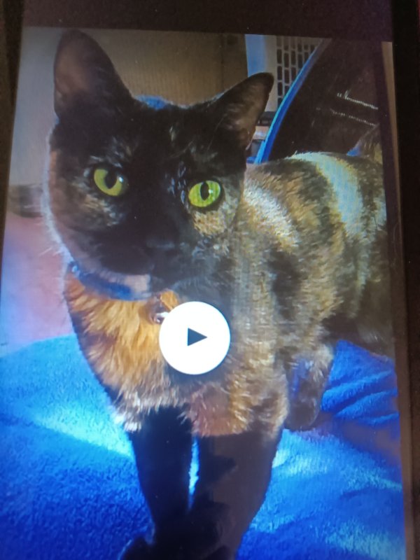 Safe Cat in Goodyear, AZ