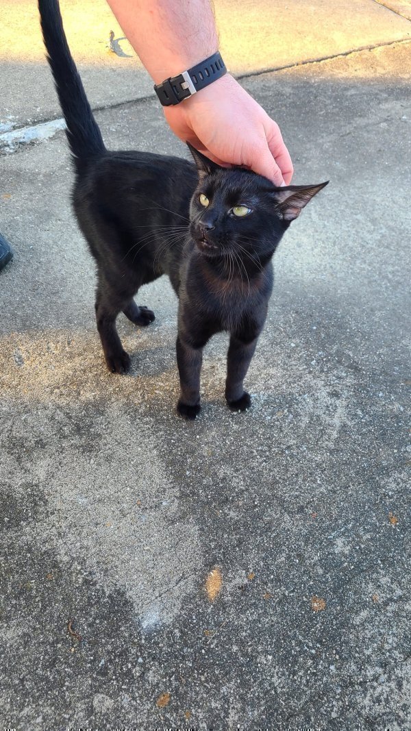 Found Cat in Sellersburg, IN