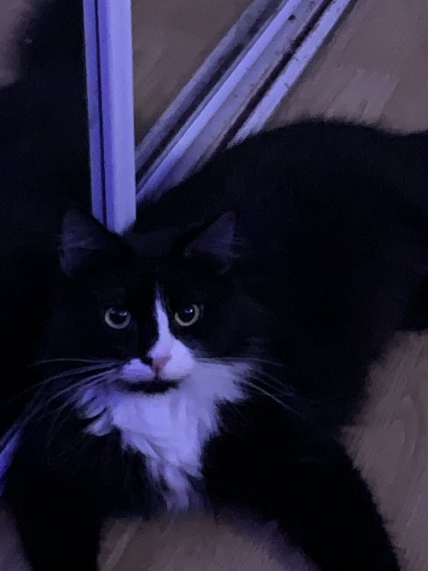 Safe Cat in Inman, SC