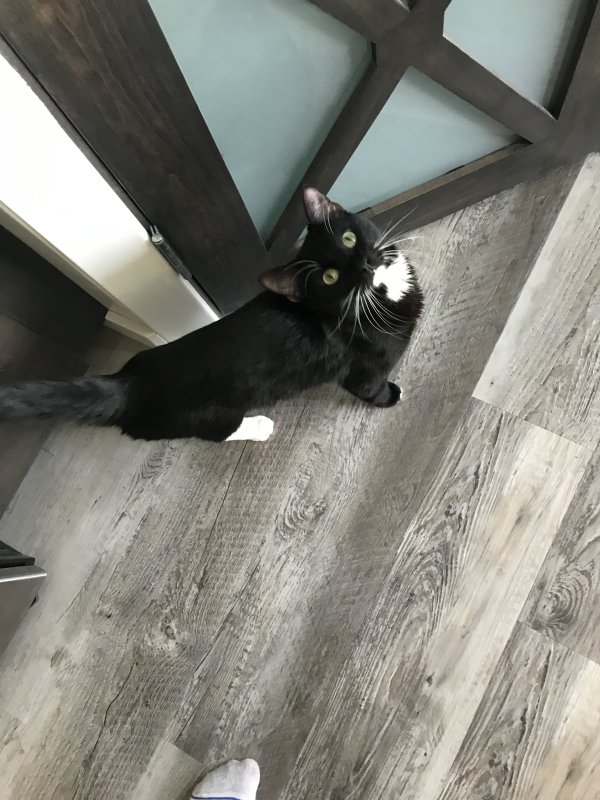 Safe Cat in Ogden, UT