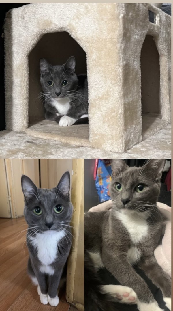 Safe Domestic Short Hair in Garden Grove, CA