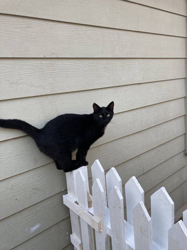 Safe American Shorthair in Powder Springs, GA