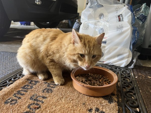Safe Cat in Lexington, KY