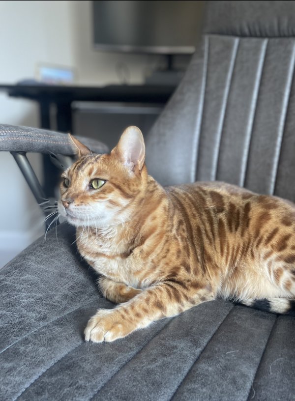 Safe Bengal cat in Centreville, VA