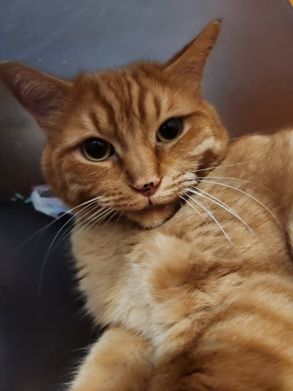 Safe Cat in Pittsford, NY