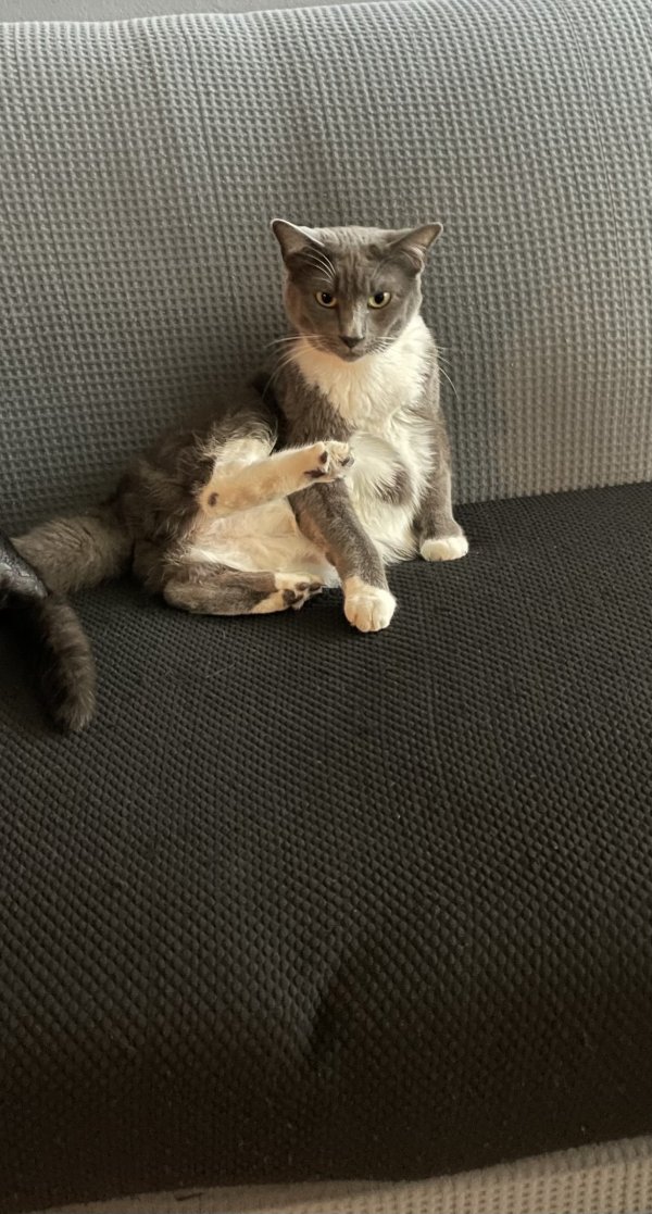 Safe Domestic Short Hair in Harbor City, CA