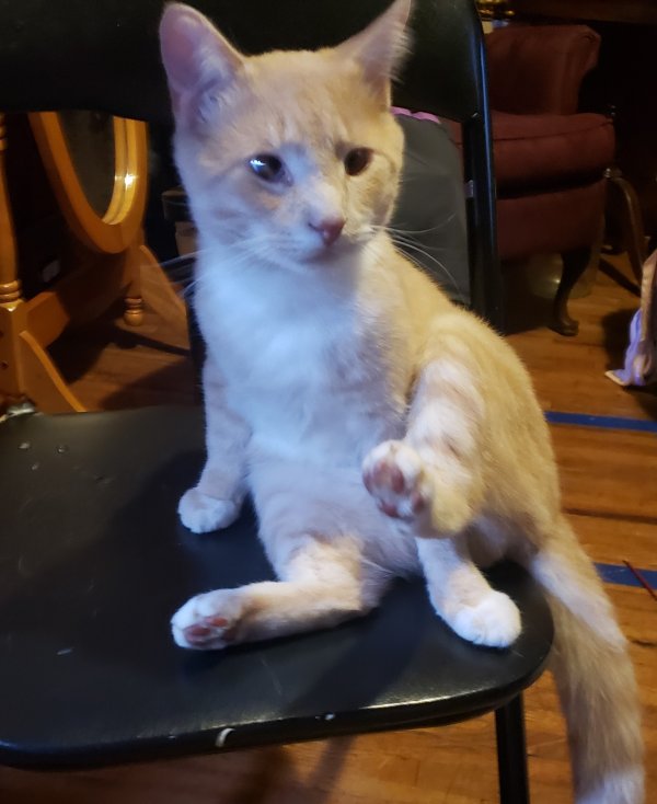 Safe Domestic Short Hair in Boonville, NC