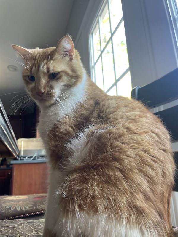 Safe Cat in Kennesaw, GA