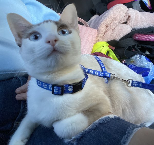 Stolen Domestic Short Hair in Los Angeles, CA
