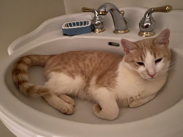 Safe Domestic Short Hair in Rutherfordton, NC