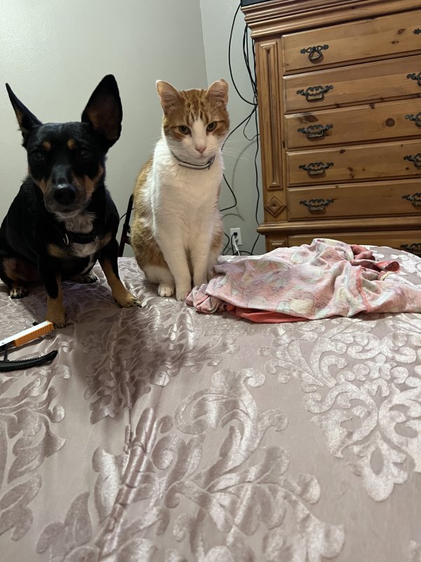 Safe Cat in Kingwood, TX