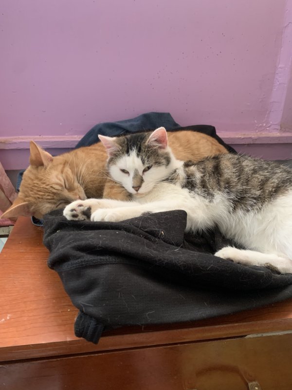 Safe Cat in Wichita, KS