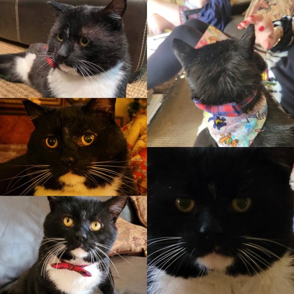 Safe Cat in Pikesville, MD