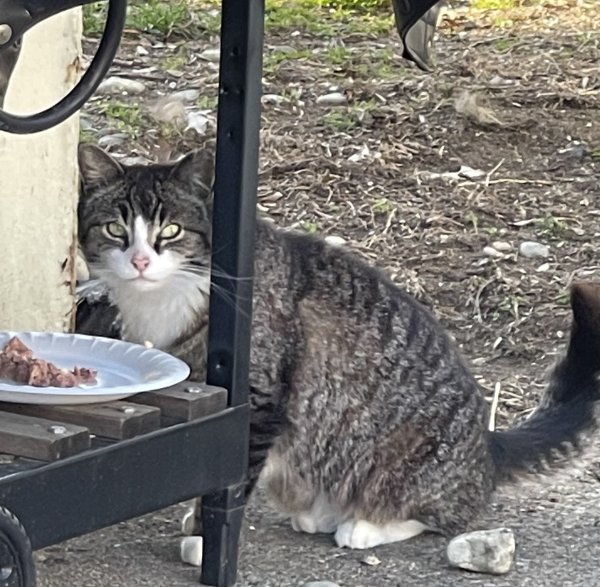 Found Cat in Farmington, MI