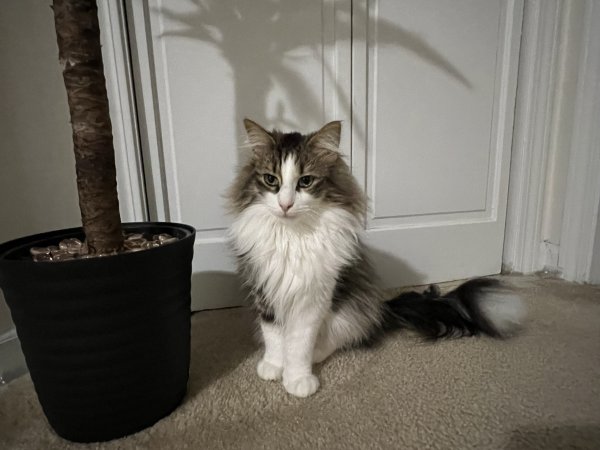 Safe Norwegian Forest Cat in Alexandria, VA